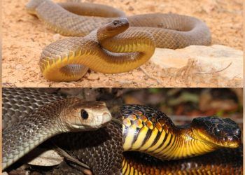 Las tres serpientes mas peligrosas