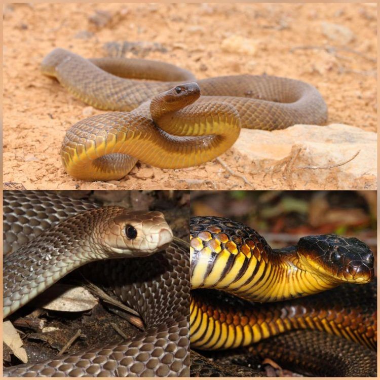 Las tres serpientes mas peligrosas