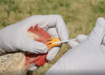 Influencia Aviar en las aves