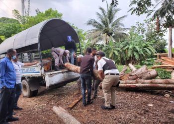Más de 200 árboles encontrados tras allanamiento a director de la Junta Distrital