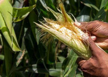 Abinader llega a Moca por Día del Agricultor y le vociferan "se van"