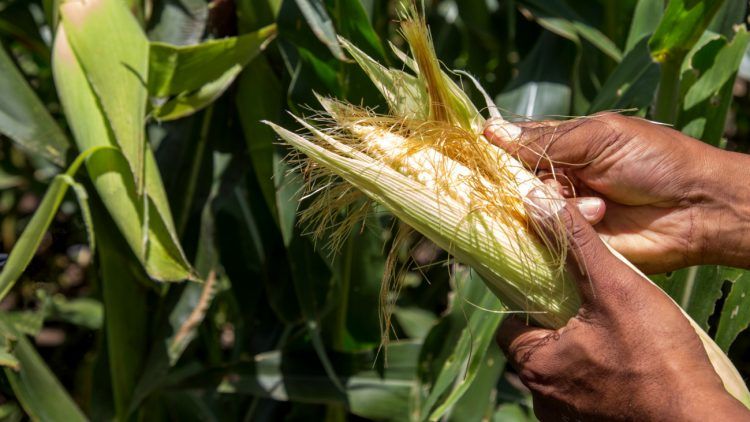 Abinader llega a Moca por Día del Agricultor y le vociferan "se van"