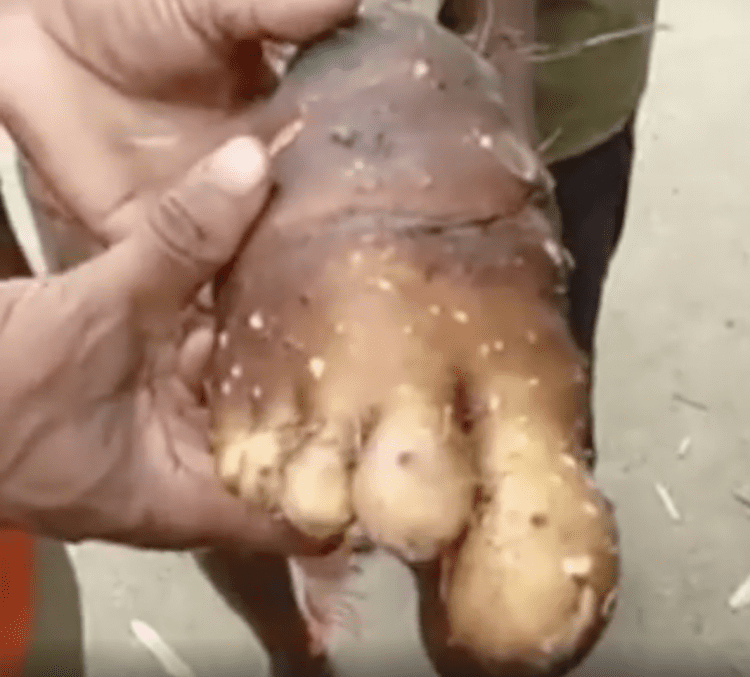 Controversia en Sabana Iglesia-Santiago por yuca en "forma de pie"