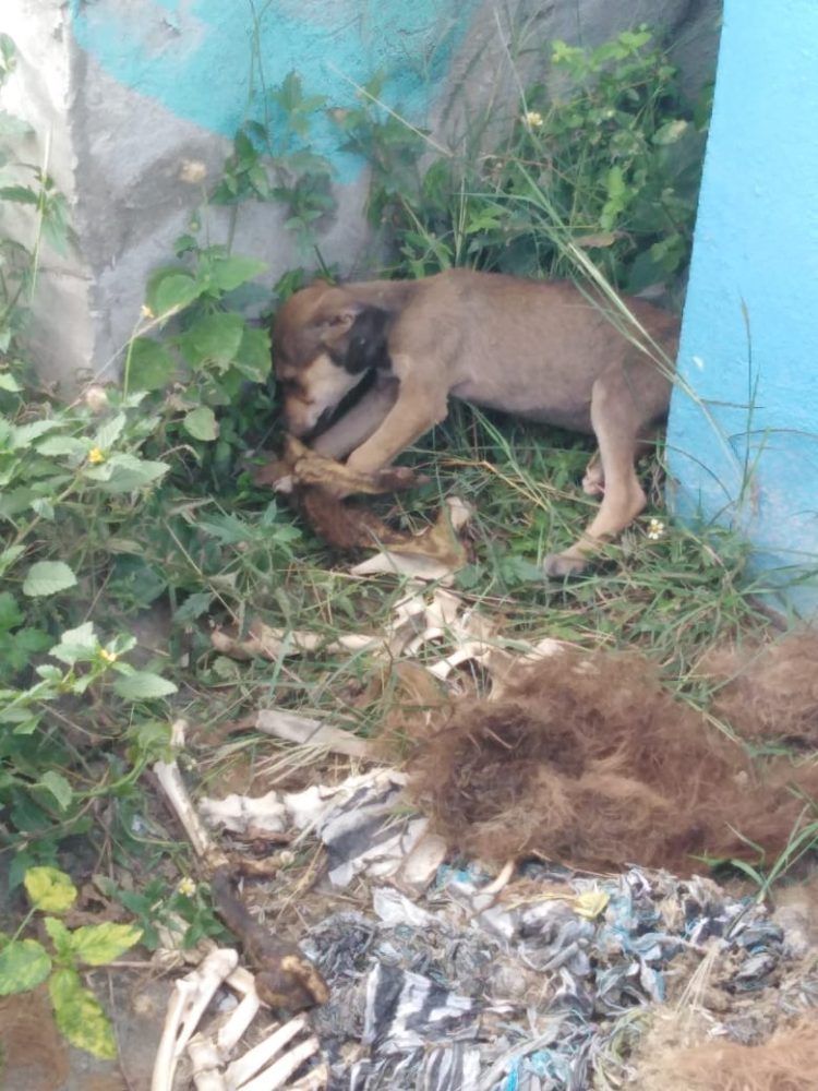 Denuncian abandono Cementerio Haina "perros desentierran osamentas"