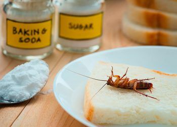 El Bicarbonato “santo remedio” para las cucarachas en la cocina