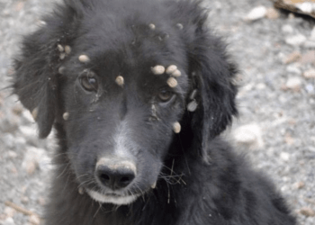 Denuncian brote de garrapatas en Los Minas