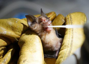 Estudios dicen que células de murciélagos no se infectan de Covid