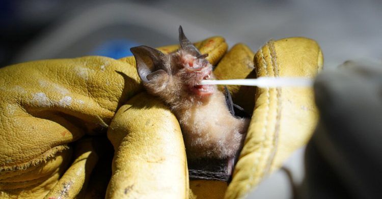 Estudios dicen que células de murciélagos no se infectan de Covid