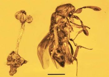 Fósiles de flor y avispa  encontrados en RD