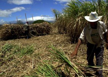 Industria Azucarera Dominicana rechaza denuncias de explotación