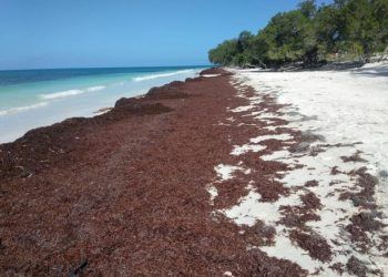Repletas de sargazo lucen las playas de Pedernales