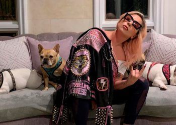¡Cinco mil dólares! Por paradero a agresor paseador de perros Lady Gaga