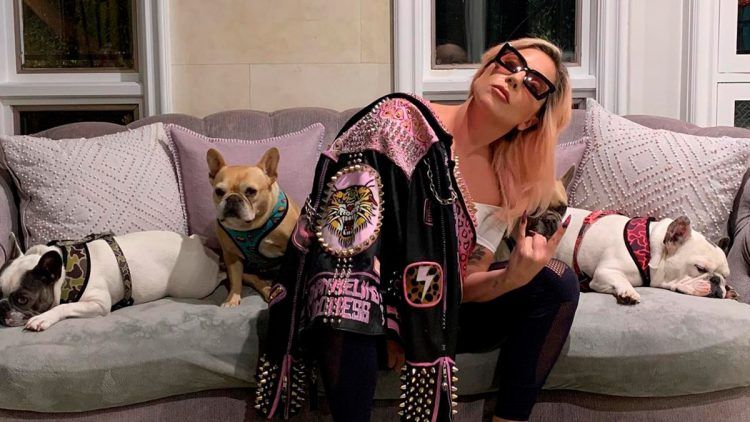 ¡Cinco mil dólares! Por paradero a agresor paseador de perros Lady Gaga