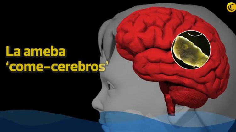 ¿Qué es la ameba "come cerebros" esparcida en un lago de Missouri?