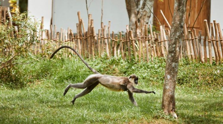 Asesinan monos en Brasil por temor de viruela símica