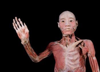 Llega a RD exhibición “BODIES: cuerpos humanos reales”