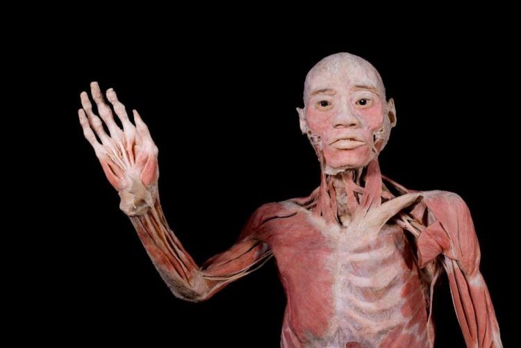 Llega a RD exhibición “BODIES: cuerpos humanos reales”