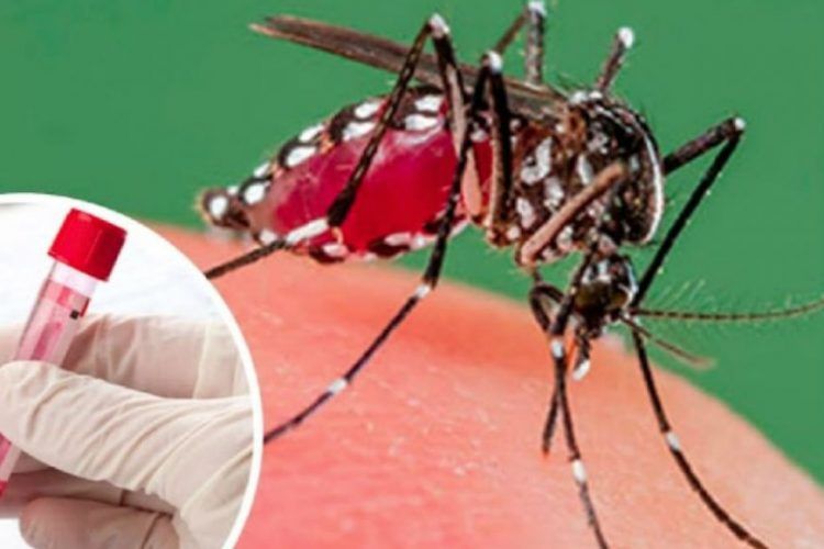 Más de 10 muertes por dengue en el país