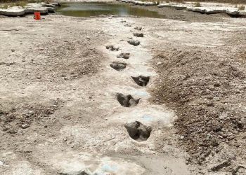 Sequía en Texas deja al descubierto huella de dinosaurios