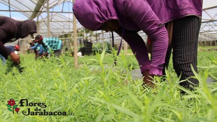 El novedoso recorrido agroturístico de Flores de Jarabacoa