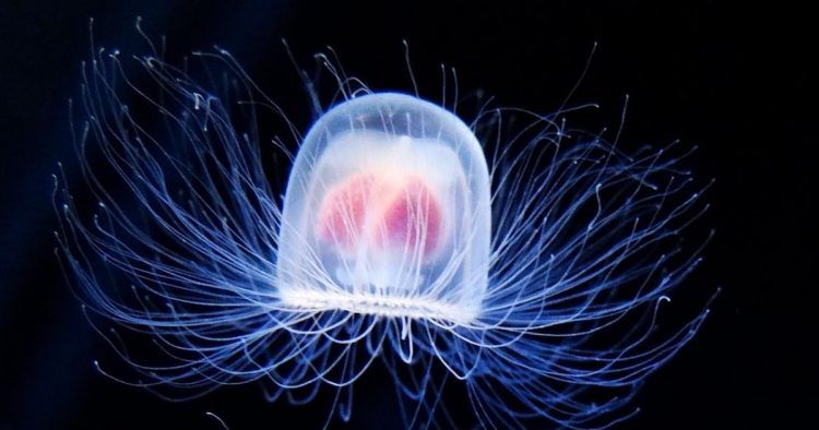 “Medusa inmortal” podría ser la clave de la juventud eterna