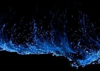 Algas bioluminiscentes son captadas desde Florida