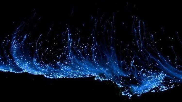 Algas bioluminiscentes son captadas desde Florida