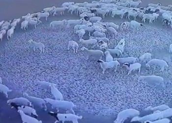 El misterio de las ovejas que caminan en círculo