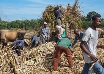 EEUU urge a empresas azucareras remediar abusos a cañeros en RD