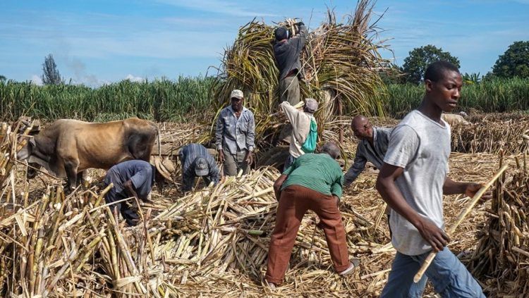 EEUU urge a empresas azucareras remediar abusos a cañeros en RD