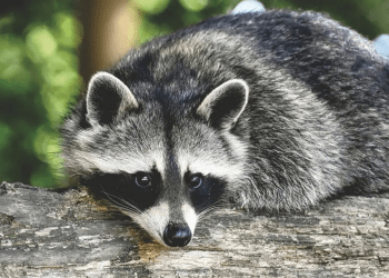 La mapache rescatada por el Zoológico Nacional no quiere comer