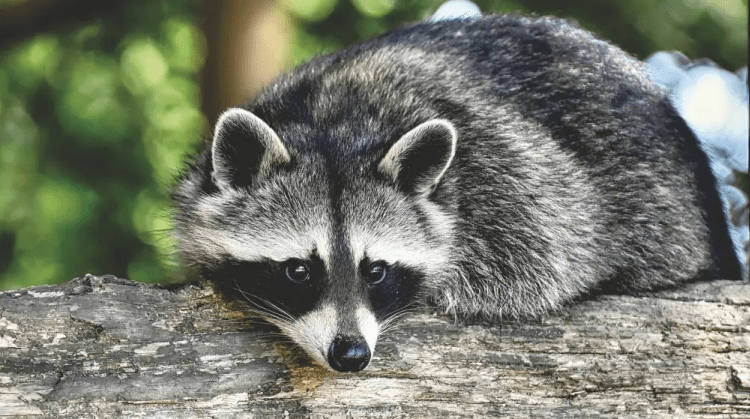 La mapache rescatada por el Zoológico Nacional no quiere comer