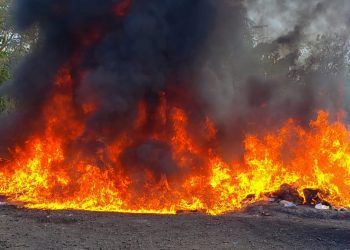 Procuraduría incinera más de 800 kilogramos de distintas drogas