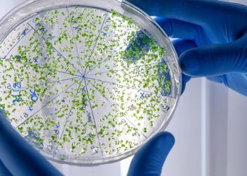 Salud Pública notifica cinco nuevos casos de cólera en el país