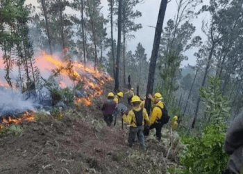 Incendio forestal en Valle Nuevo está bajo control