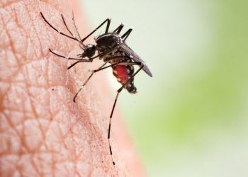 Emiten alerta epidemiológica por propagación de chikungunya