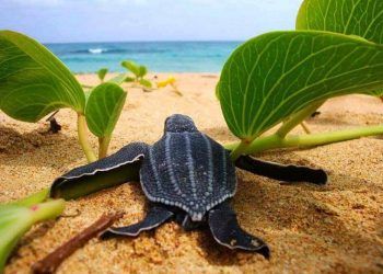 Inicia la temporada de tortugas tinglar en República Dominicana