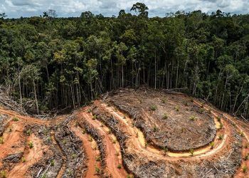 La Unión Europea prohíbe importación de productos que causen deforestación