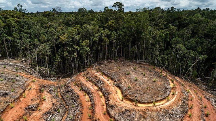 La Unión Europea prohíbe importación de productos que causen deforestación