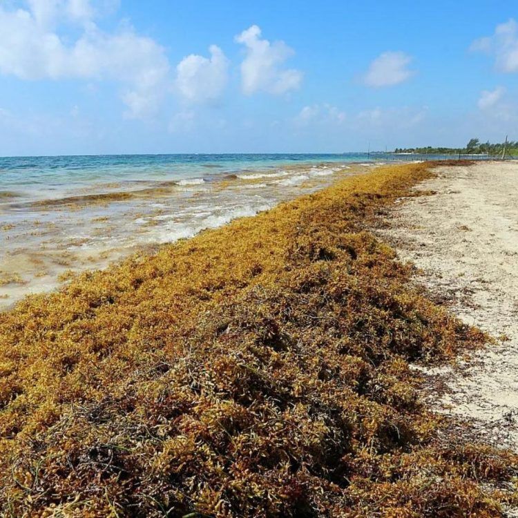 Mescyt ha desembolsado RD$85 millones para impulsar estudios sobre el sargazo