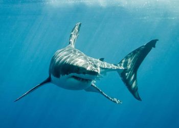 Tiburón devora a turista ruso en costa egipcia del Mar Rojo