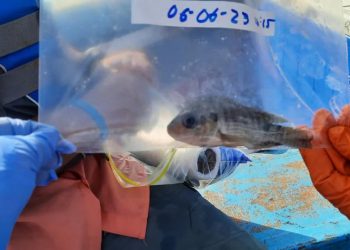 Muerte de peces en Hatillo pudo estar provocada por floración de algas