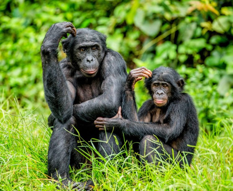 Estudio revela que la masturbación podría tener un propósito evolutivo en los primates