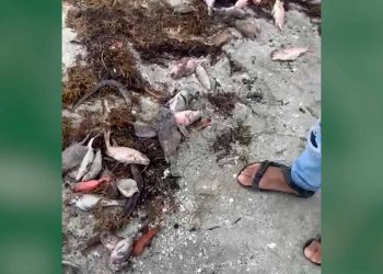 Academia de Ciencias pide investigar muerte masiva de peces en Azua