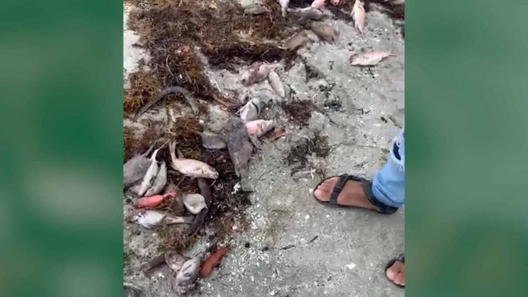 Academia de Ciencias pide investigar muerte masiva de peces en Azua