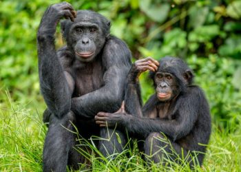 Matan a dos chimpancés fugados de un zoológico de Colombia