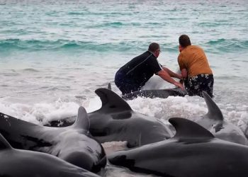 Mueren 97 ballenas pilotos que quedaron varadas en playa de Australia