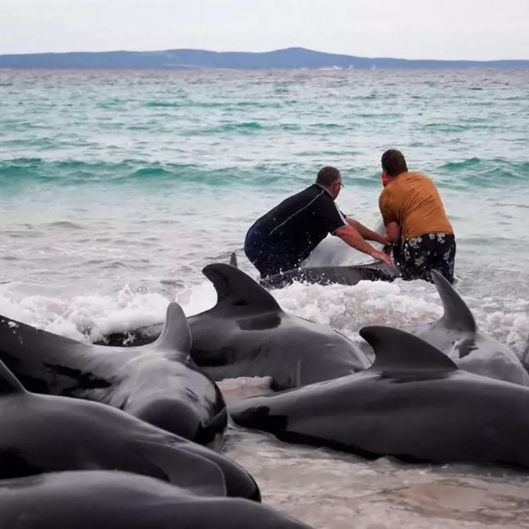 Mueren 97 ballenas pilotos que quedaron varadas en playa de Australia