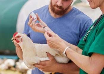 Brotes de gripe aviar en animales son un riesgo para los humanos, alerta la OMS