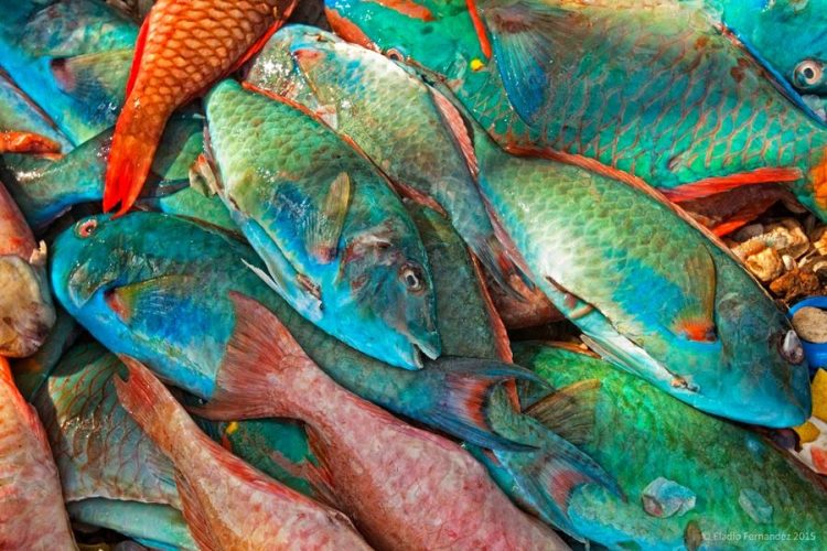 Mediante decreto, Gobierno veda por dos años la pesca de varias especies